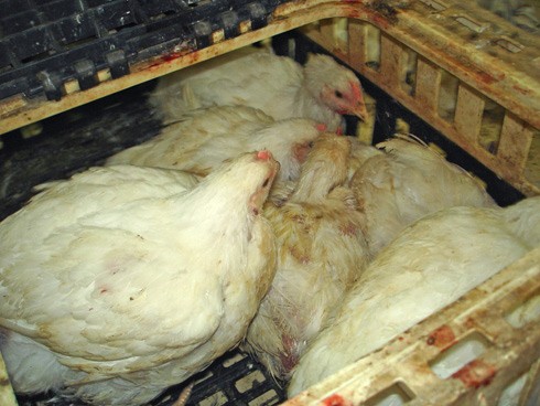 סל עם תרנגולות שנקנו לפני כפרה