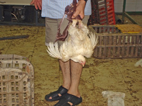 תרנגולת מוחזקת הפוך מהרגליים לפני כפרה