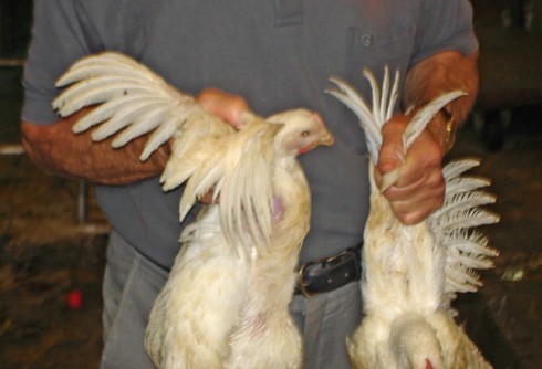 תרנגולות מוחזקות באכזריות מהכנפיים - לפני כפרה