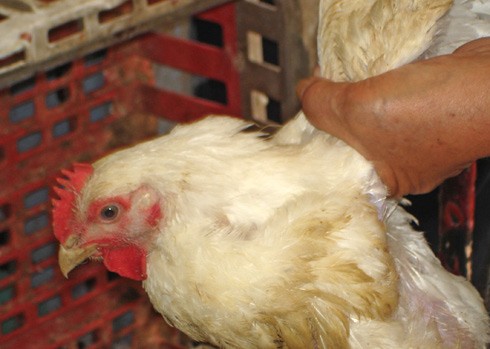 תרנגולת מוחקת באכזריות מהכנפיים - ניתן לבצע כפרה עם כסף ולחסוך את ההתעללות מהתרנגולות