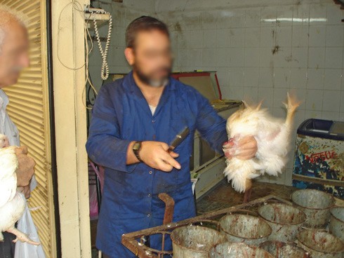 תרנגולת נשחטת - כפרה