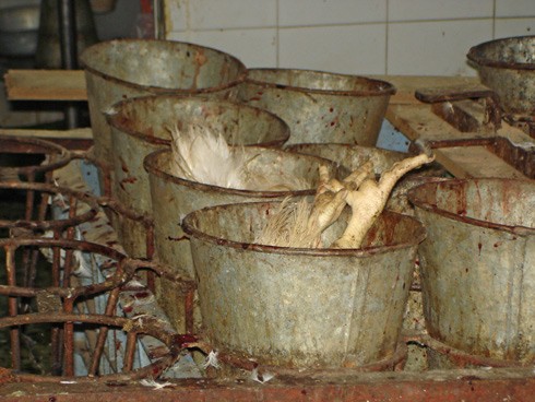 תרנגולות לאחר שחיטה במשפך, הרגליים שלהן ממשיכות לבעוט שתי דקות אחרי השחיטה