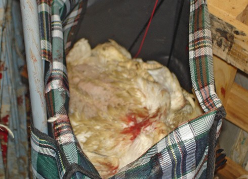 גוויות רבות של תרנגולות לאחר שחיטה במסגרת מנהג הכפרה