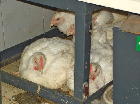 תרנגולות לפני שחיטה במסגרת מנהג הכפרה