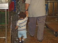 סב ונכדו בן השלוש הולכים לשחוט תרנגולת לכפרה