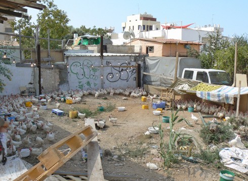 תרנגולות נמכרות באופן פיראטי ומוחזקות בחצר נטושה ומוזנחת