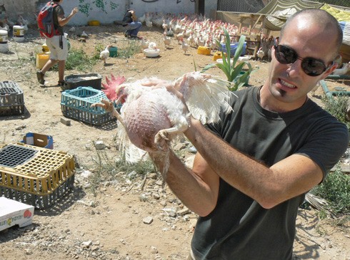 תרנגולת פצועה לאחר חודשים רבים של הטלה מוגברת בלול סוללה