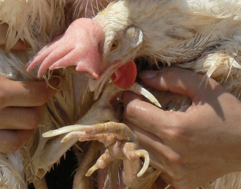 הטופר לא משתפתף בקרקע, לכן הרגליים של התרנגולת מתעוותות והיא לא מסוגלת ללכת כראוי