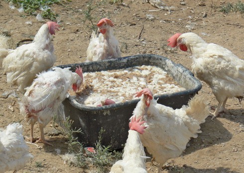 כלי המים של התרנגולות - הכולל מים מלוכלכים, פרוסות לחם ותרנגולות מתות וגוססות שנפלו לתוכו