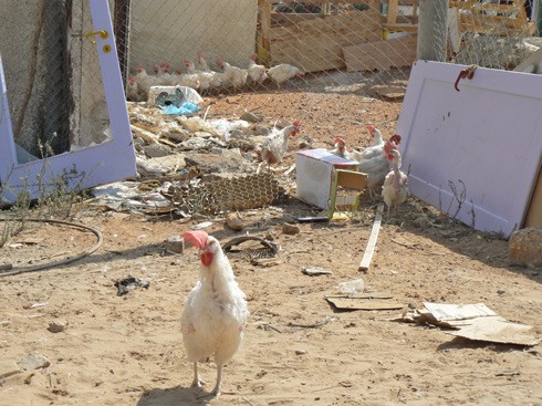 תרנגולת שחילצנו מהתנאים האכזריים