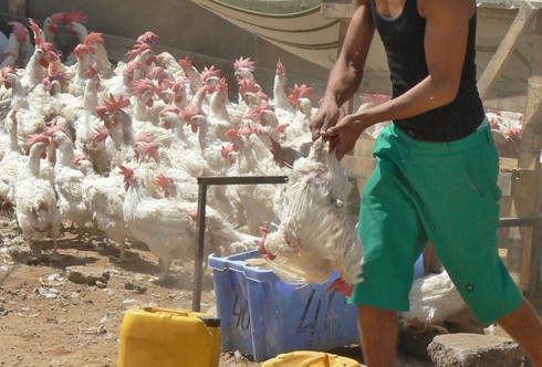 חילוץ תרנגולות מהתנאים הקשים ומהשחיטה בתעשיית הכפרות