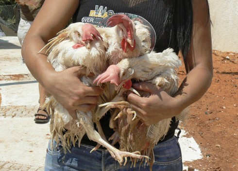 חילוץ תרנגולות מהתנאים הקשים לפני מנהג הכפרות