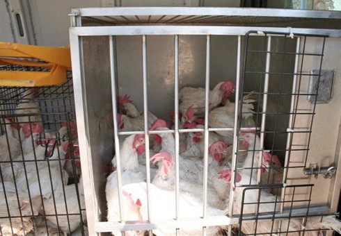 תרנגולות דחוסות בכלוב