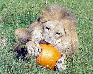 אריה משחק בדלעת במקלט לחתולים גדולים Big Cat Rescue, פלורידה