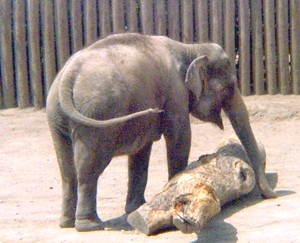 פיל מחפש מזון שהוחבא מתחת לקורה בגן החיות Fort Worth, בטקסס