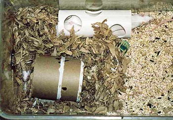 מכ החורגים מהנסורת המקובלת: עלים, צינור לעיס וצינור קשיח עם חורים מוכנים. באוניברסיטת נוטר דם, ליד שיקאגו.