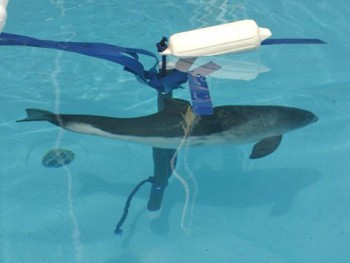 זכר של פוקנת המפרץ שנמצא במצב קשה בים ליד רוד איילנד וחולץ על-ידי ארגון השימור והמחקר הסביבתי Riverhead...