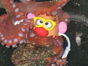 בובת potatohead לתמנון: העשרה לא רק ליונקים גדולים (Cleveland Metroparks Zoo)