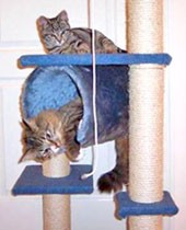 חתולים משחקים במתקן העשרה פשוט