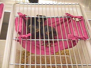 ערסל מבד פשוט מוסיף מפלס לכלוב מעבדה זעיר לעכברים (Biomedical Research Unit, Birmingham University)