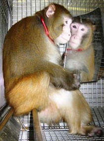 קוף עם מראת אקריליק 