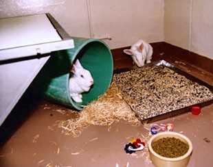 מכלאה עם אמצעי העשרה מורכבים לארנבונים במעבדה המפעילה במשך שנים ועדת העשרה 