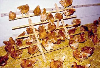 מוטות לעמידה במכון מחקר של אוניברסיטת קאסל. מתקן פשוט כזה, העונה במידת-מה על הצורך של תרנגולות לעמוד על...