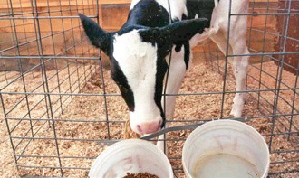 עגלים בתעשיית החלב מופרדים מאמם ומוחזקים לעתים בבידוד; לא תמיד מספקים להם מצע סופג. השימוש במושג העשרה...