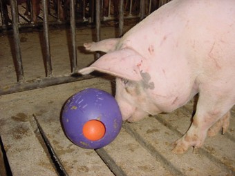 צעצוע העשרה ניסיוני לחזיר – כדור עם חורים שניתן לדחוף לתוכם את החרטום, ובתוכו כדור נוסף. הצעצוע ניתן...