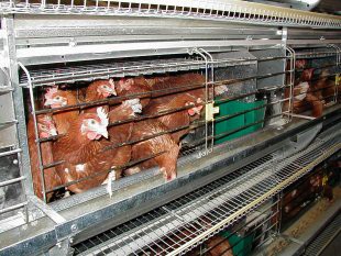 במבט ראשון זה נראה כמו כלוב סוללה לכל דבר, אך זהו כלוב מועשר: מעט יותר גדול וכולל פרטי ריהוט מיניאטוריים (CIWF).