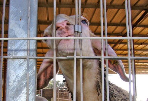 עז במשק. לא נהנית בלשון המעטה, בניגוד לתדמית שנוצרה למשקי חלב הצאן.