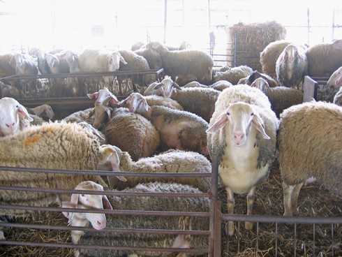 כבשים בצפיפות גדולה, כזו שבקושי מאפשרת להם להתהלך בחופשיות.