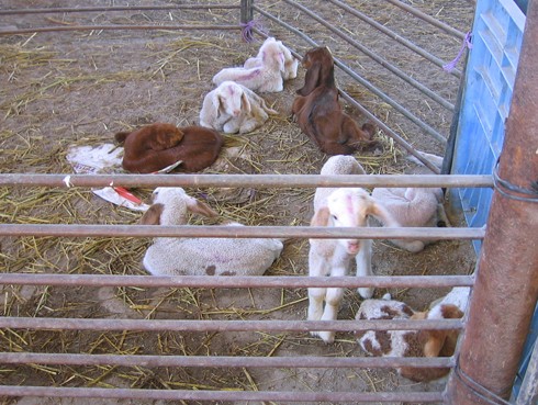 מכלאה של גורים שהופרדו מאמותיהם