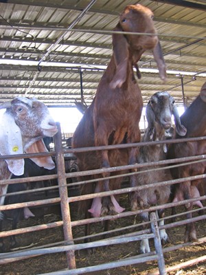 עזים מתקרבות לגדר