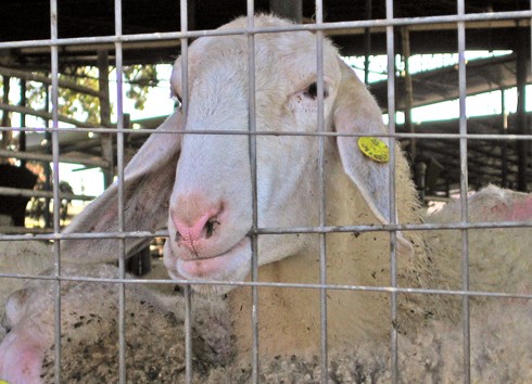 כבש לועס את הגדר