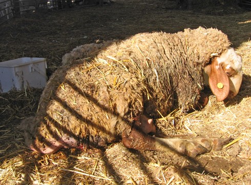 בכשה חולה שוכבת, עם דם וזבובים על פתח ההמלטה שלה