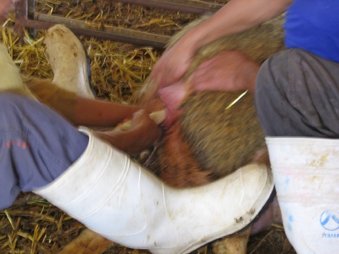 פועלים מסייעים בצורה ארגסיבית לכבשה ללדת