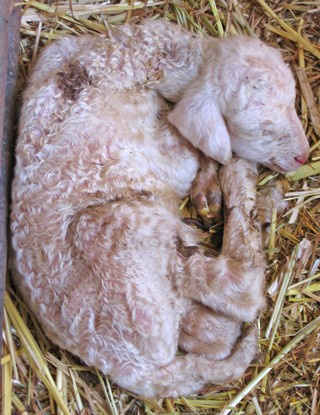 טלה לאחר הלידה