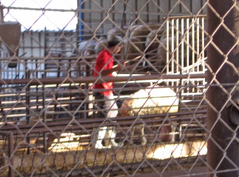 עובד מכה כבשה עם צינור