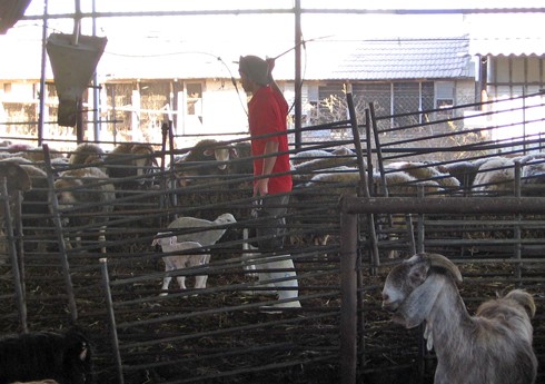 עובד מנסה לזרז כבשים ועזים ע י הצלפות עם צינור