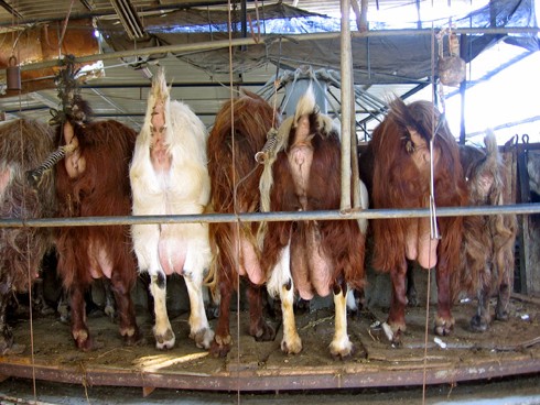 חיות מוצמדות לקרוסלה, לפני החליבה