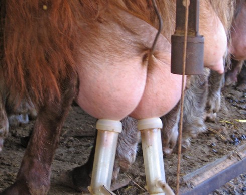 חליבה של אחת החיות