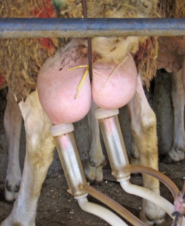 חליבת העטין. כשעה וחצי ביום מבלות החיות בקרוסלות