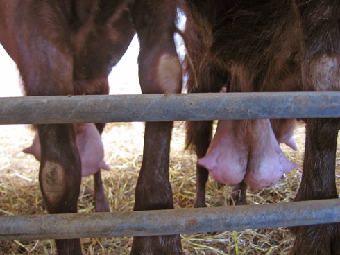עטינים בגודל סביר יחסית לשאר העטינים במשק