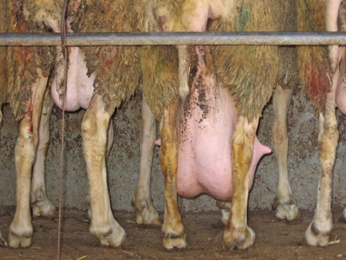 תמונה שלא תופיע בסוג כזה של כתבה על חקלאים. צולמה במכ במרכז הארץ