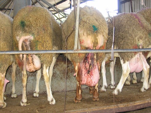 עטינים מלאי לכלוך וצואה