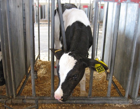 עגל בכלוב. שטח הכלוב הקטן מאפשר לעגלים בקושי שלושה צעדים לכל כיוון.