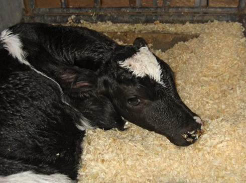 עגל לאחר שהופרד מאמו.