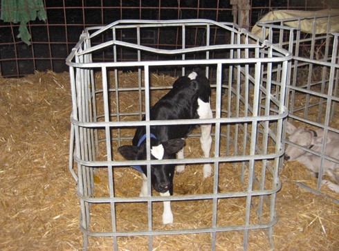 כלוב יחיד זעיר