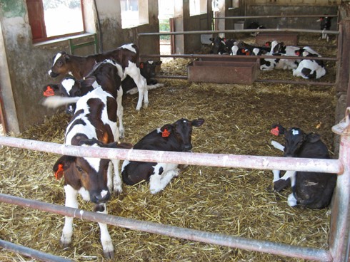 מכלאות קבוצתיות פתוחות